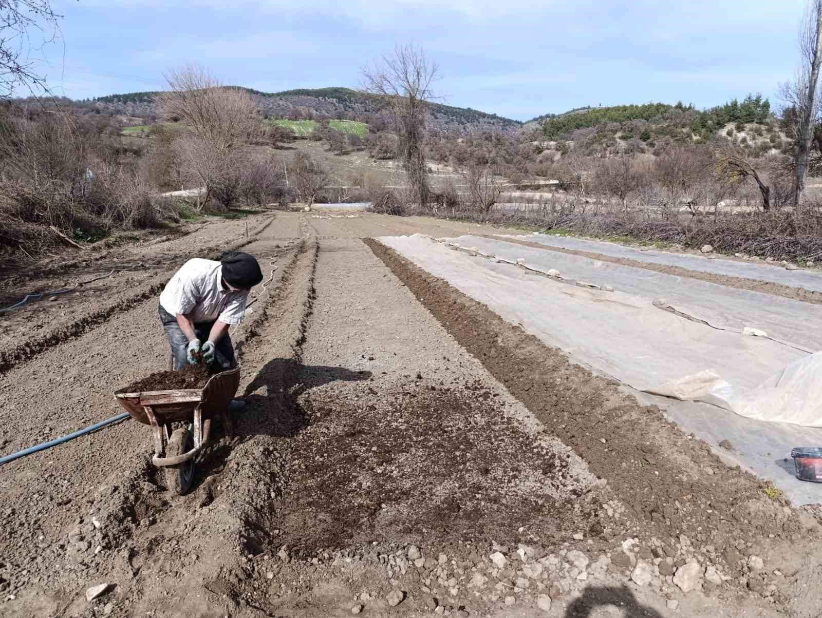 Selendi’de tütün üreticisinin zorlu mesaisi başladı