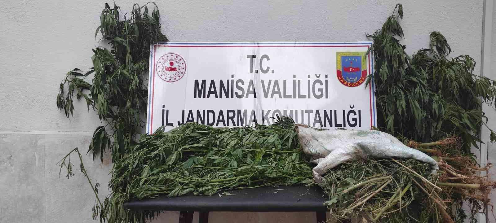 Manisa’da iki ilçede kenevir operasyonu