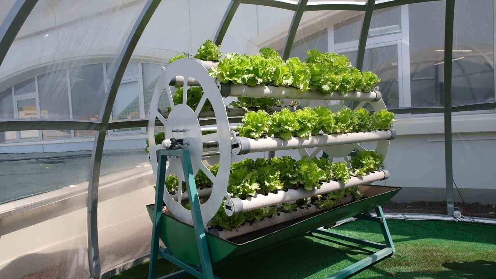 Evrasera’da marullar hasat edildi