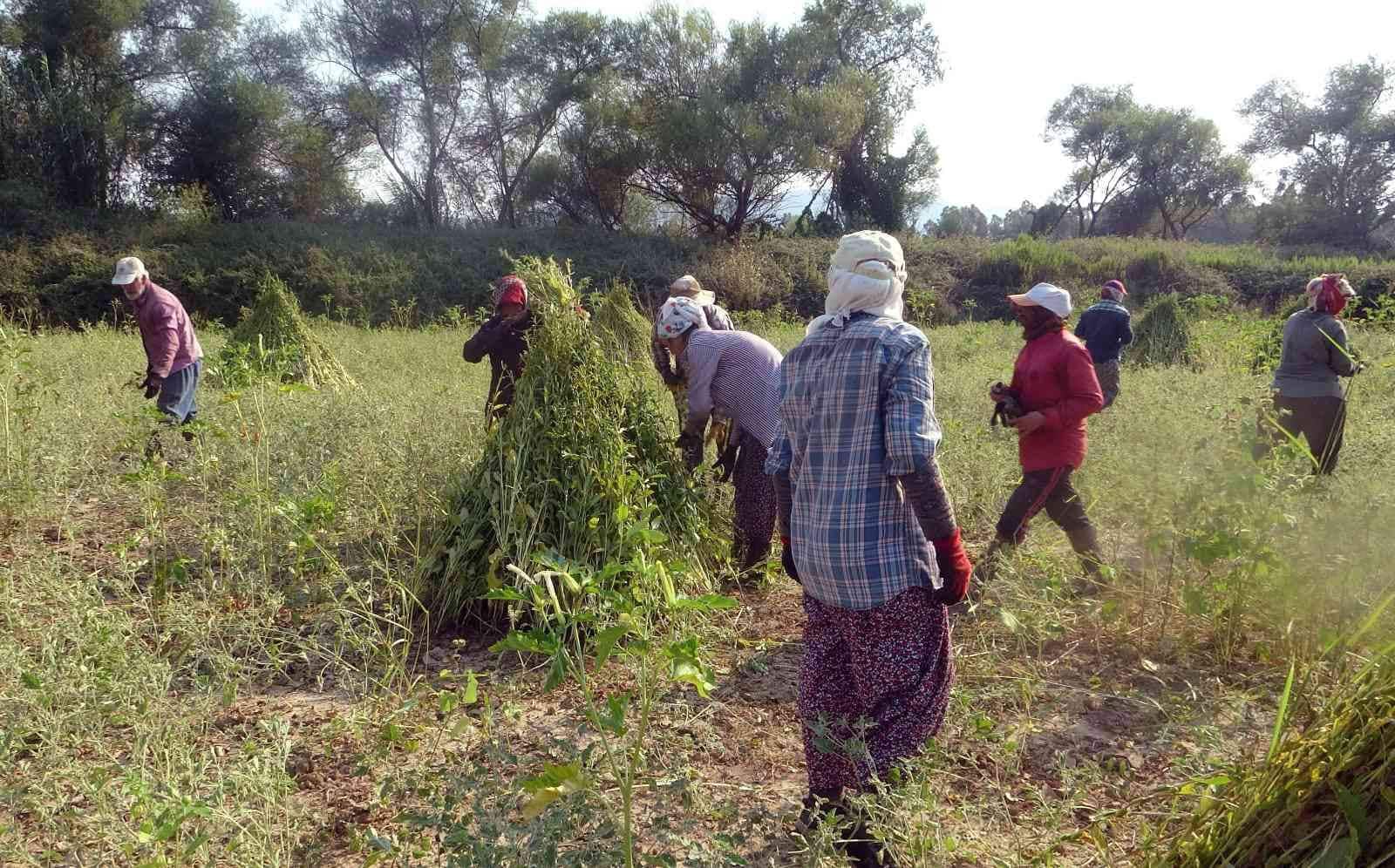 Altın susamda işçi tehlikesi