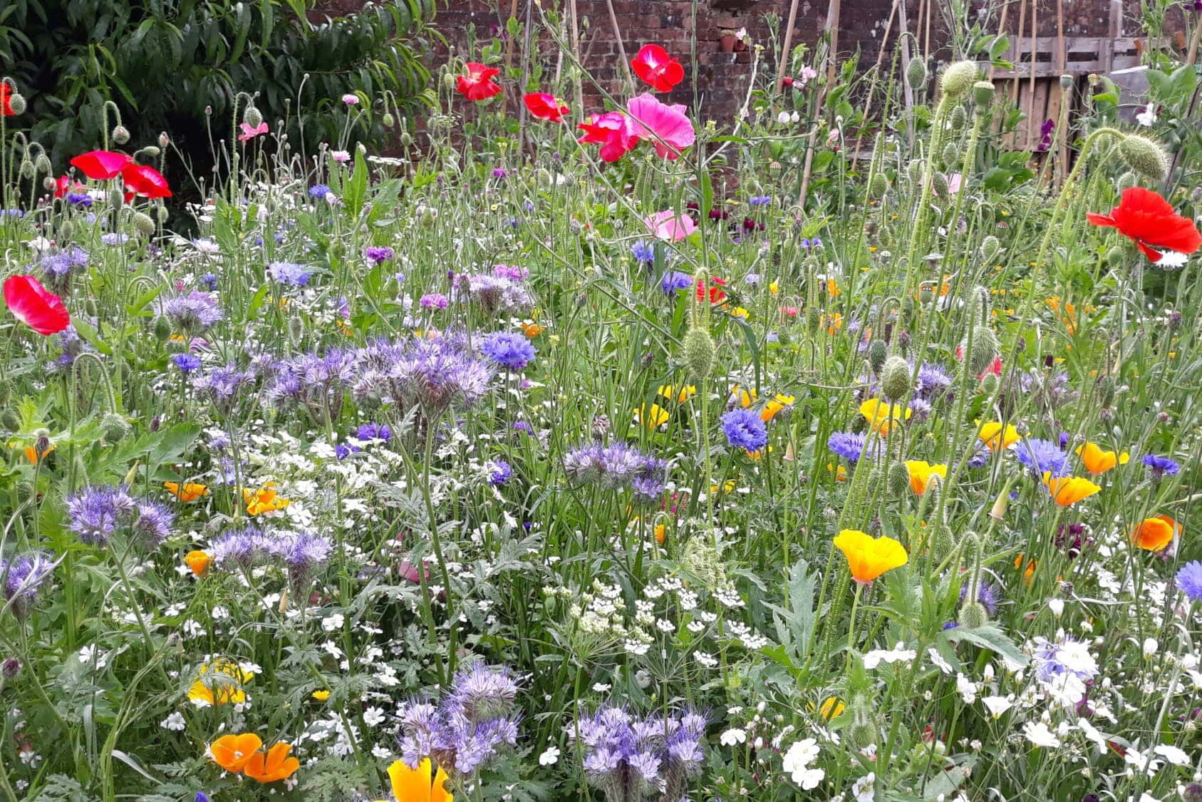 Museum Garden Pictorial Meadow July 2020 uai
