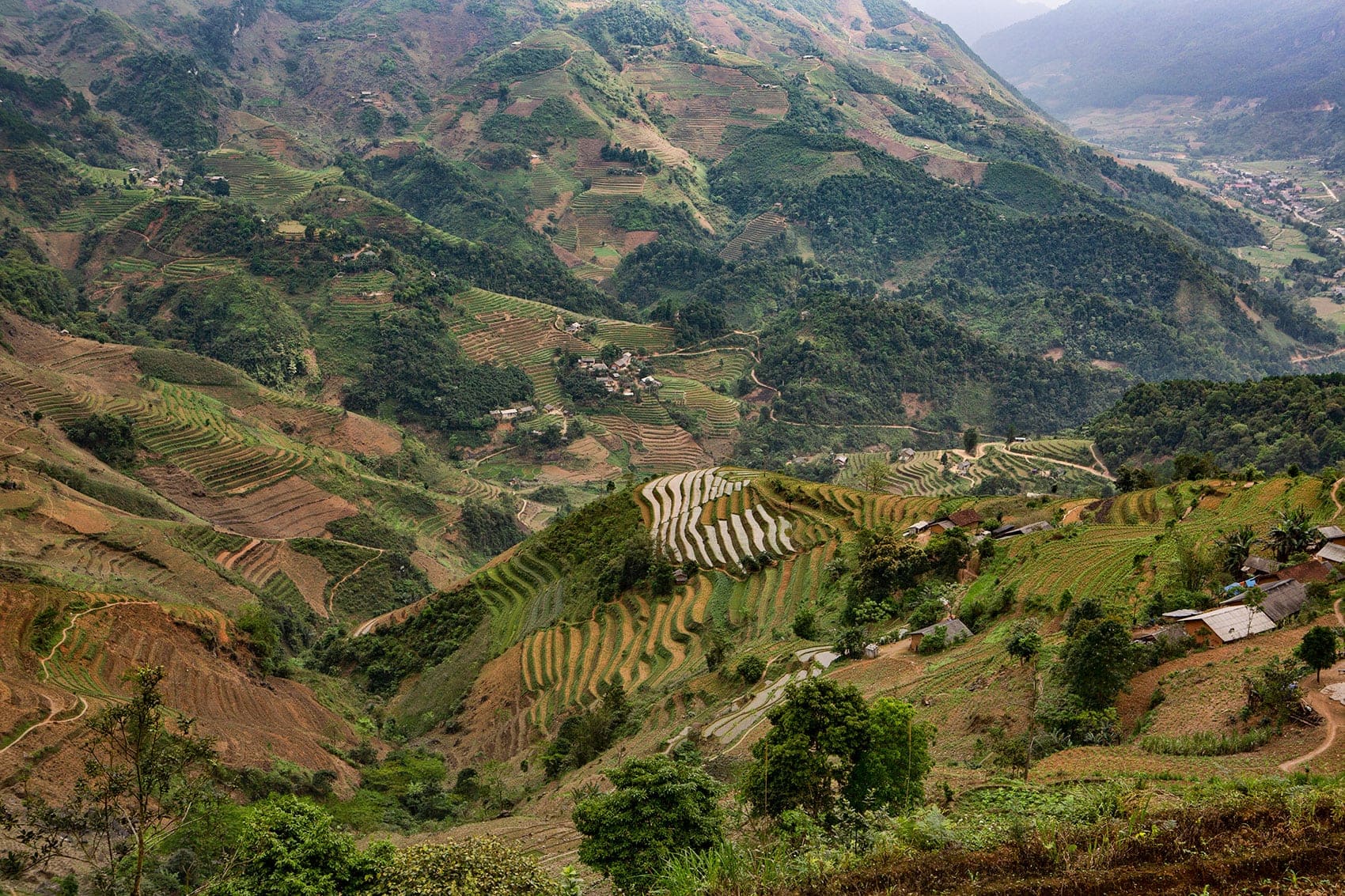 Rice Fields