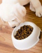 A puppy eating his food from a white bowl