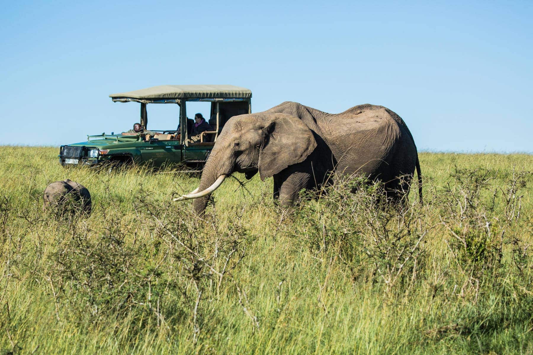Elephant in the Olare Motorogi Conservancy