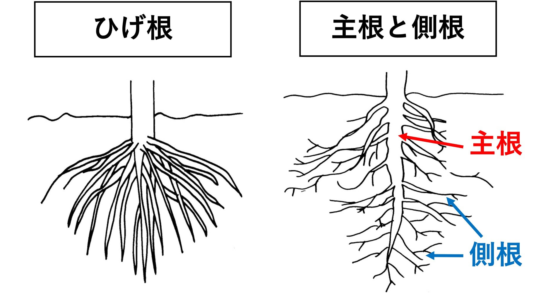 【質問】中学（理科）：ひげ根と根毛はどう違うのですか？ | オンライン無料塾「ターンナップ」