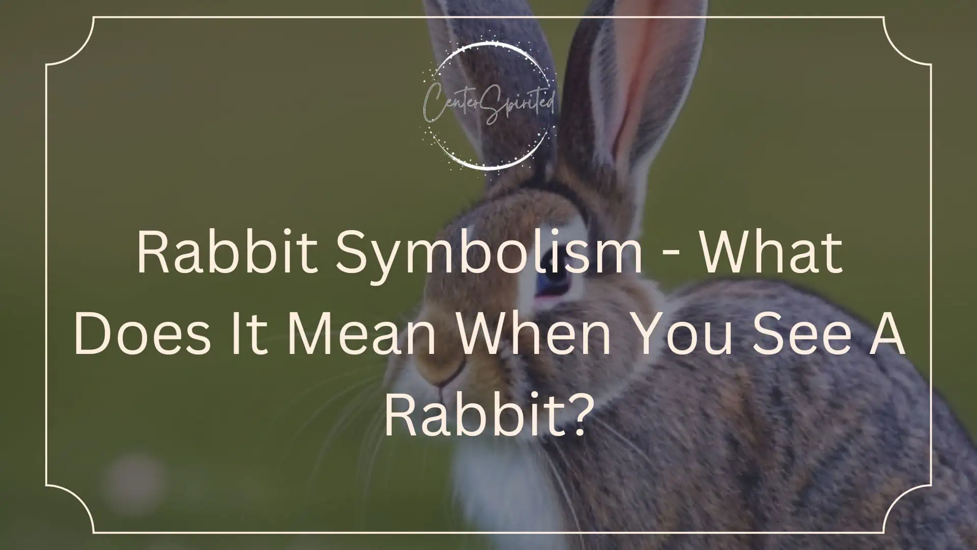 Rabbit Symbolism What Does It Mean When You See A Rabbit?