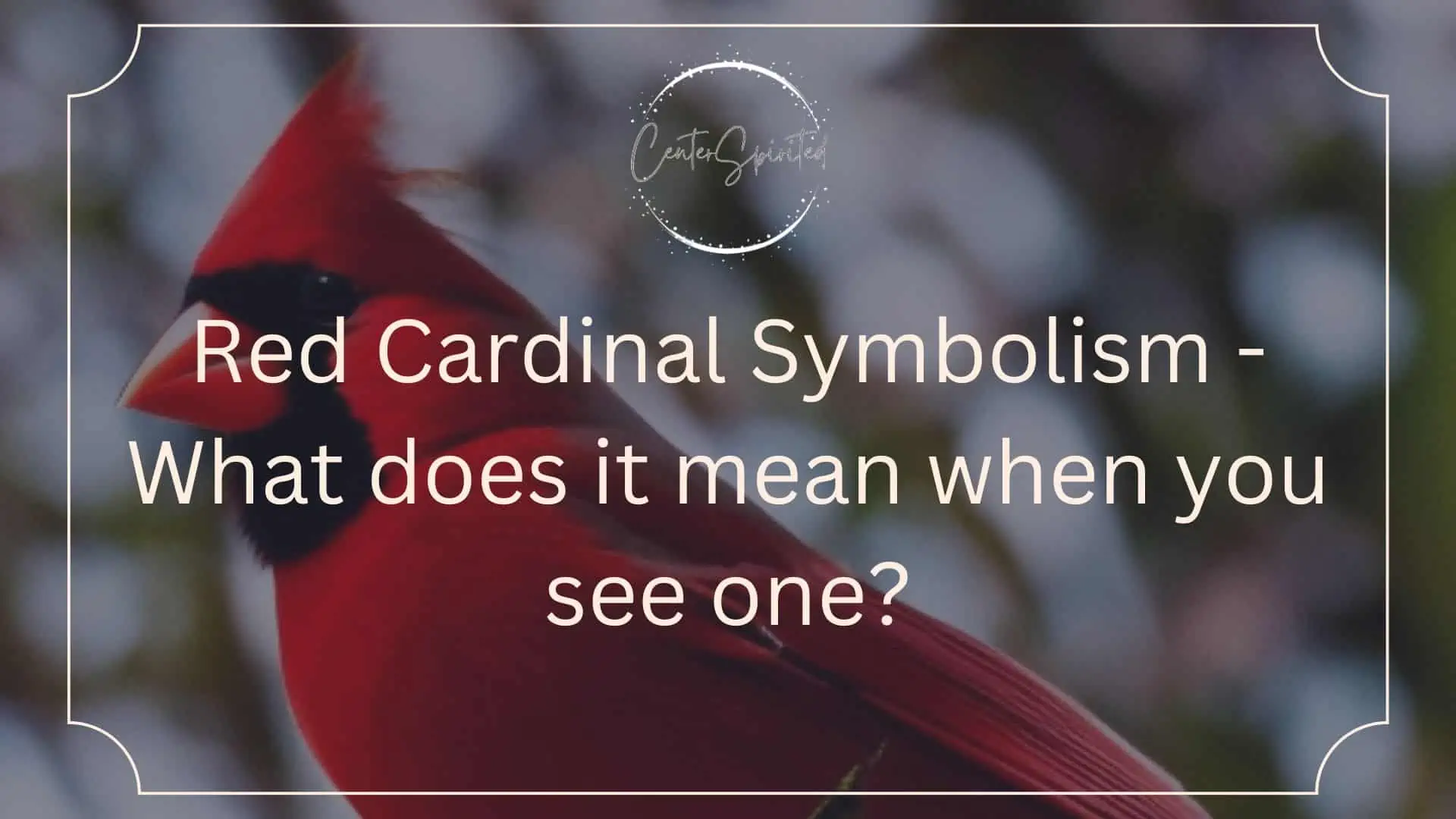 red cardinal symbolism featured