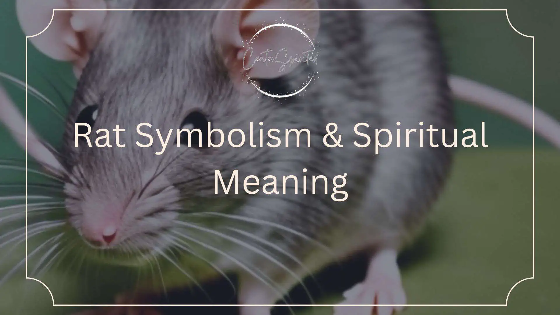 Rat Symbolism Spiritual Meaning rat-symbolism-spiritual-meaning