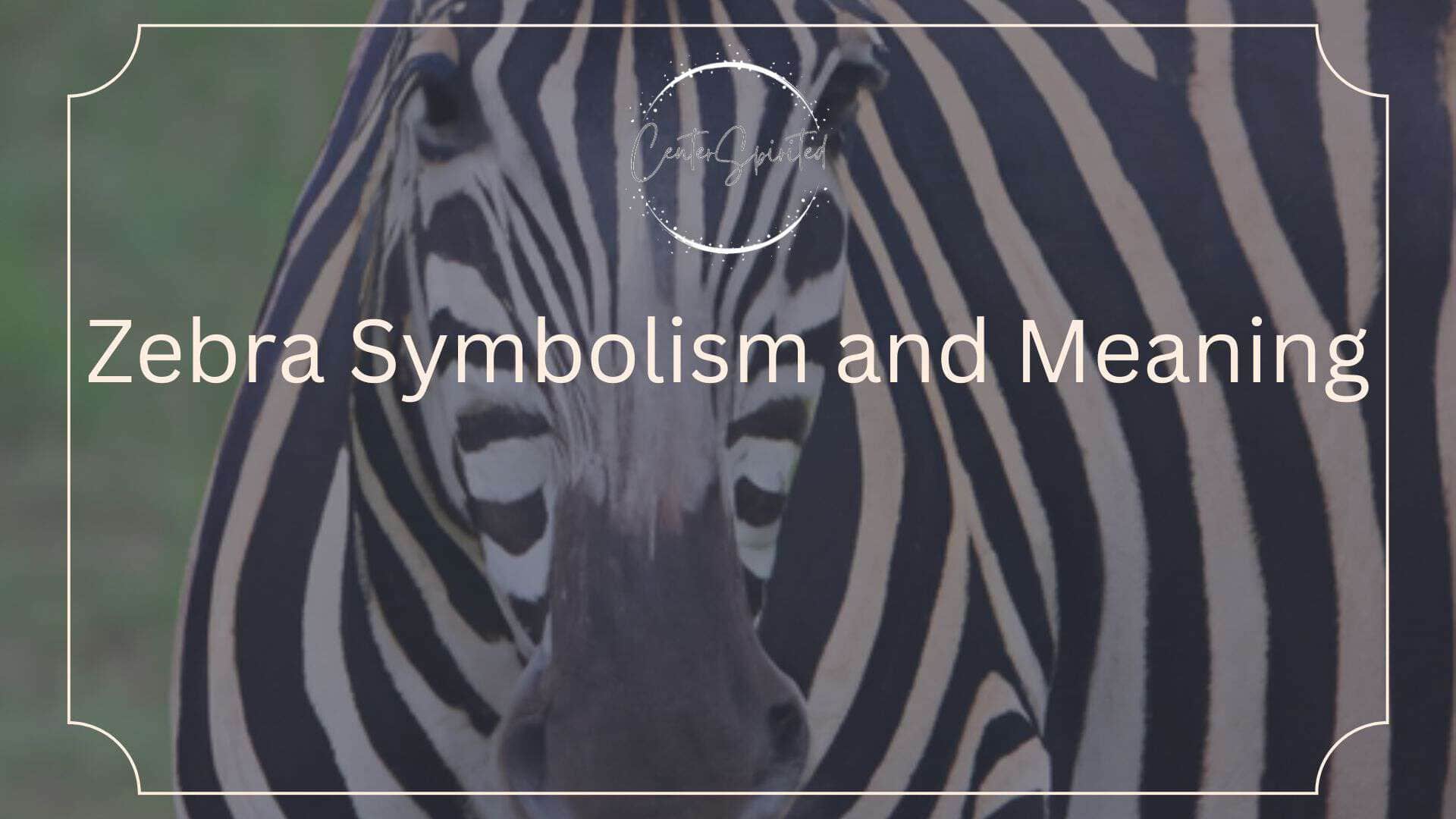 zebra symbolism featured