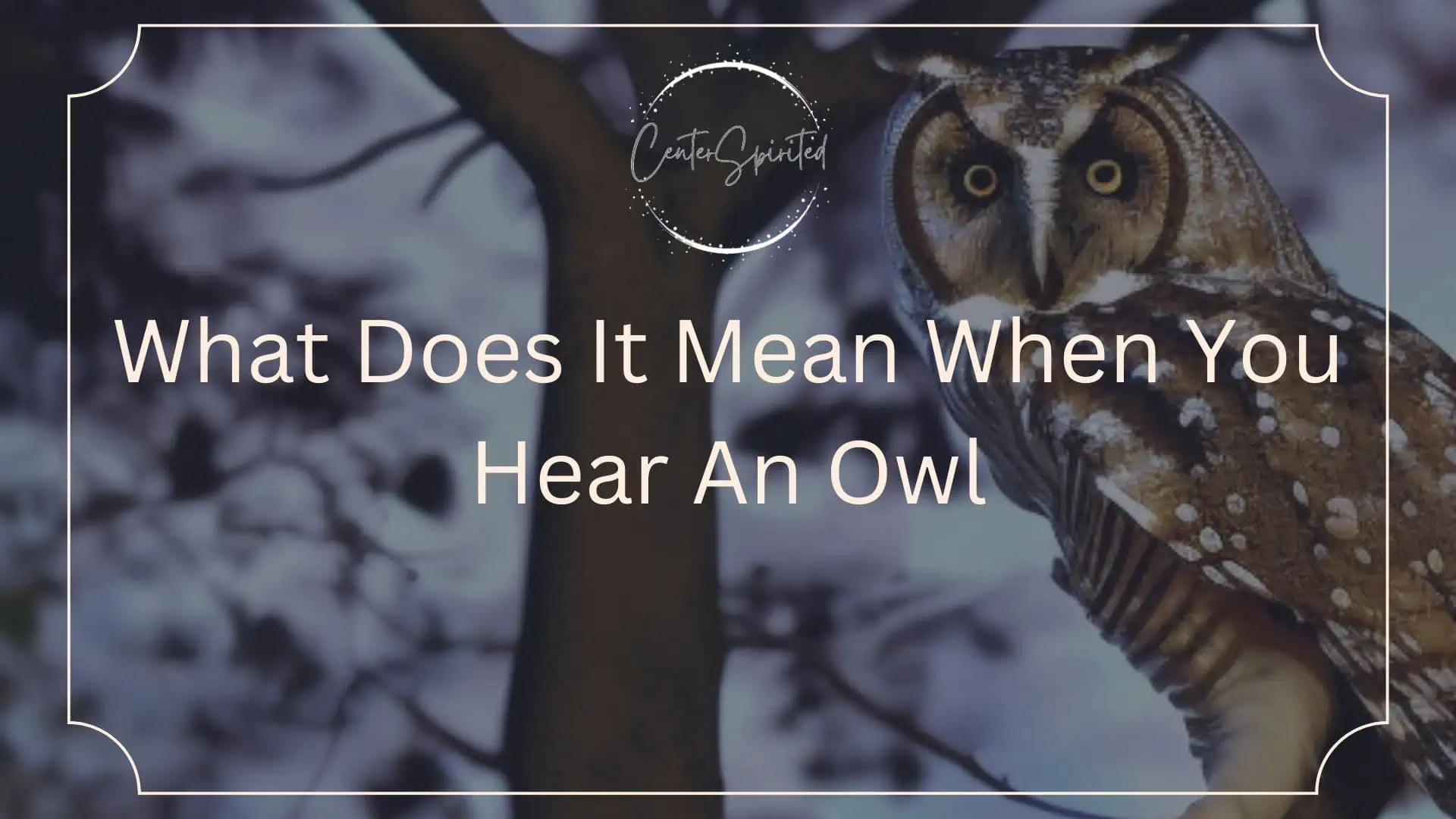 What Does It Mean When You Hear An Owl featured