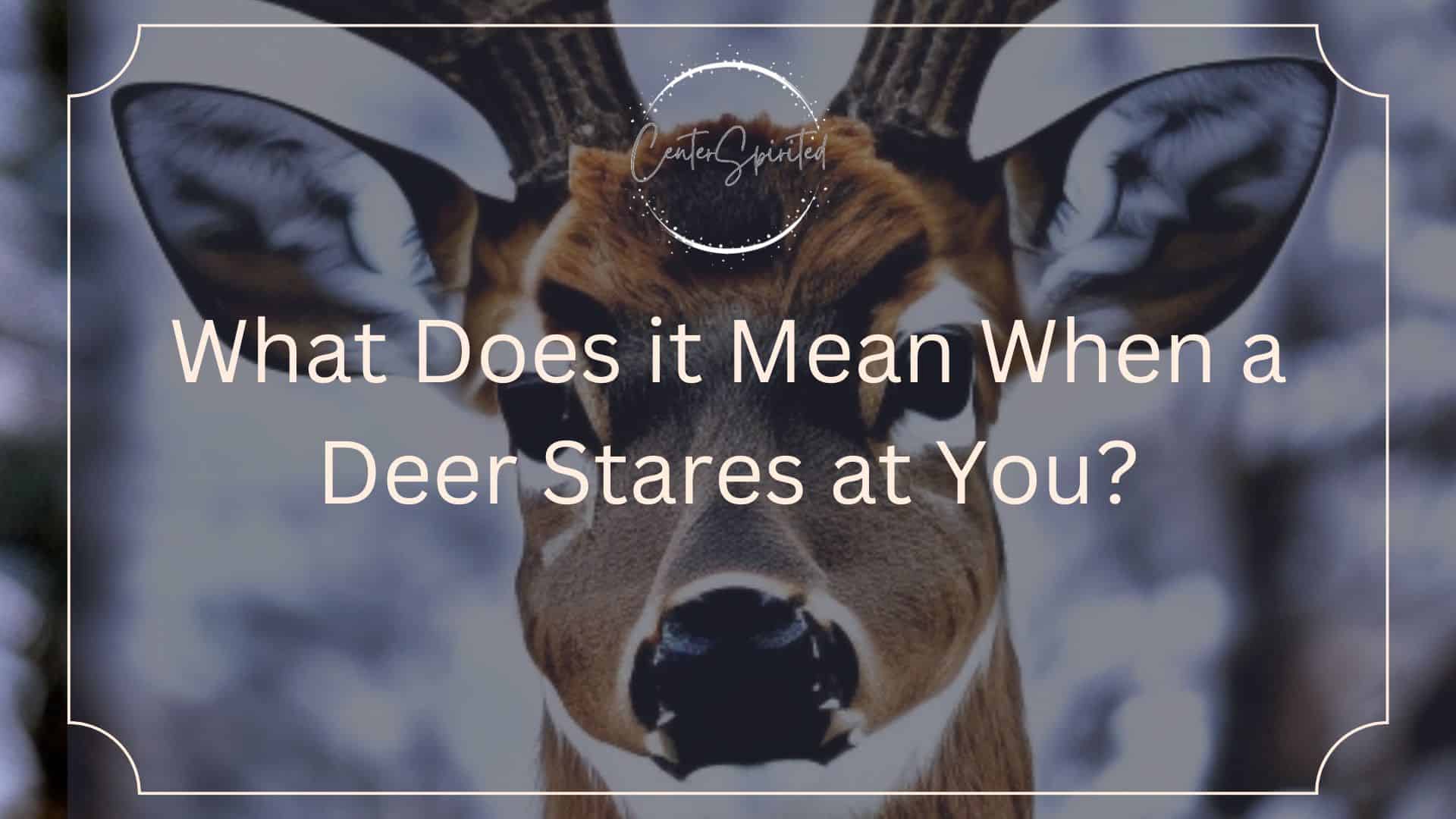 What Does it Mean When a Deer Stares at You featured