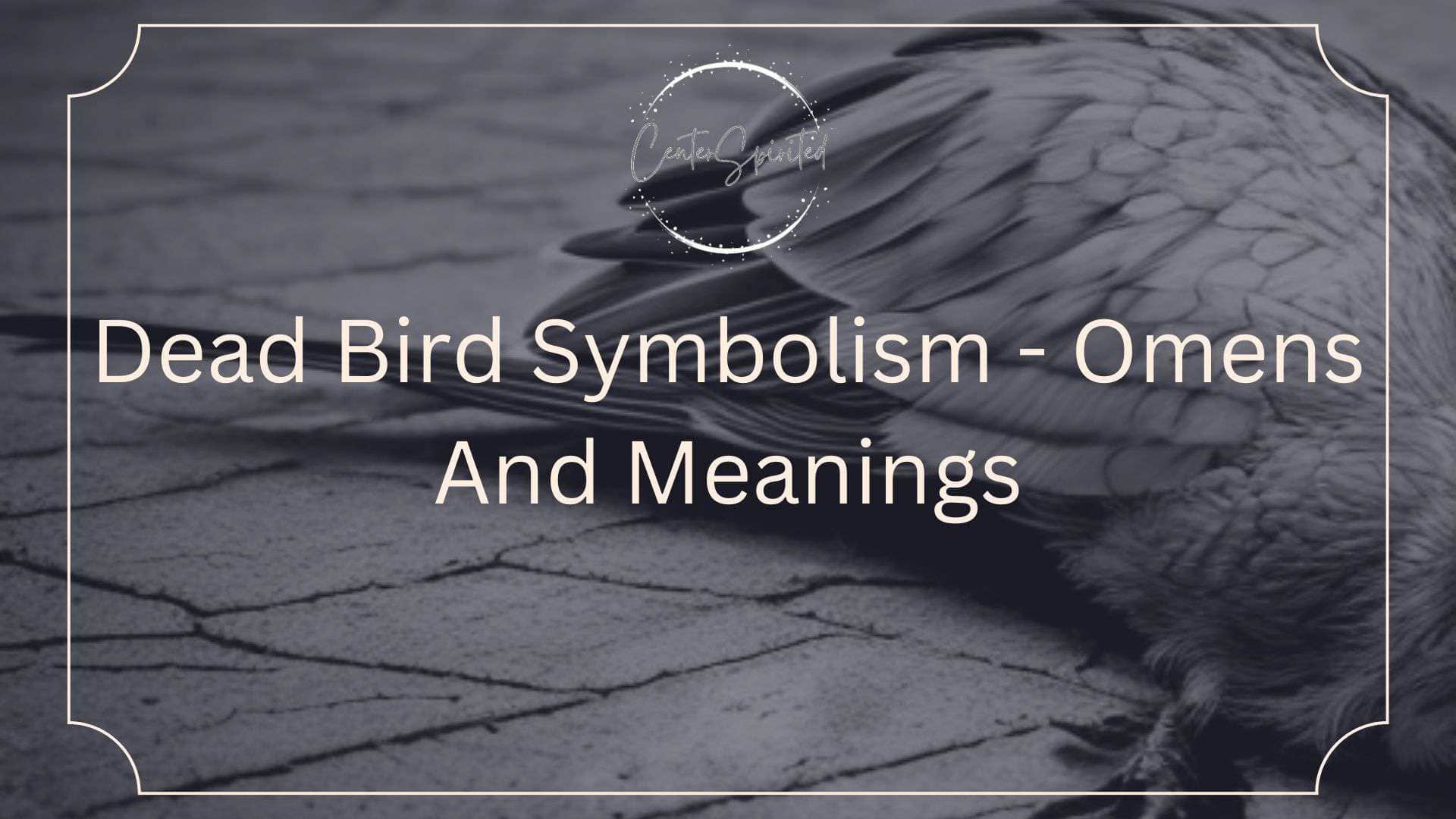 Dead Bird Symbolism And Omens 6 Spiritual Meanings