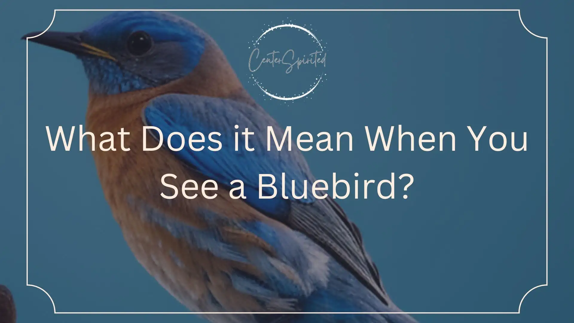 What Does it Mean When You See a Bluebird featured