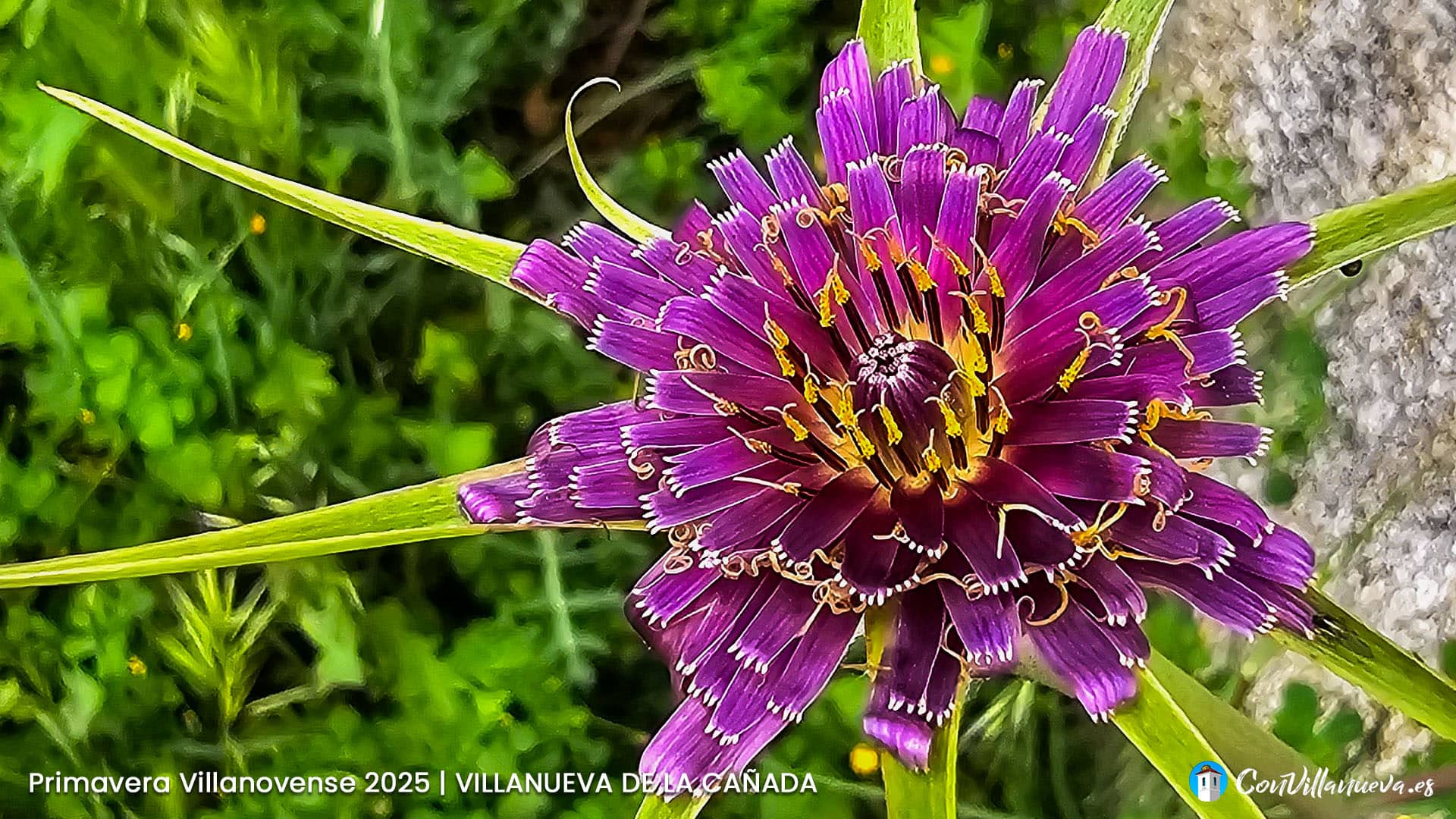 Salsifí Morado Primavera 2025w Primavera Villnovense. Transformación de la amapola.