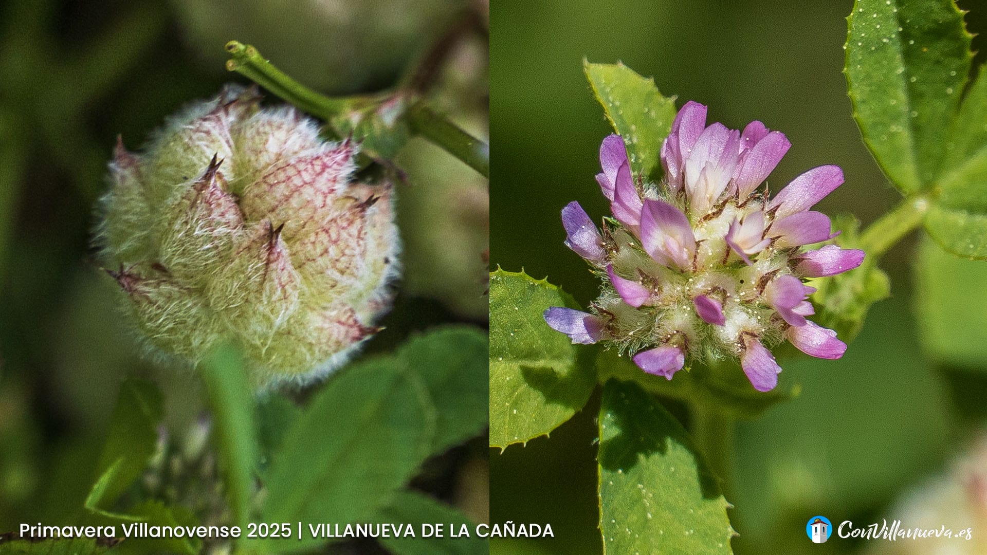 Trebol Lanudo Primavera Villanovense 2025w Primavera Villnovense. Transformación de la amapola.