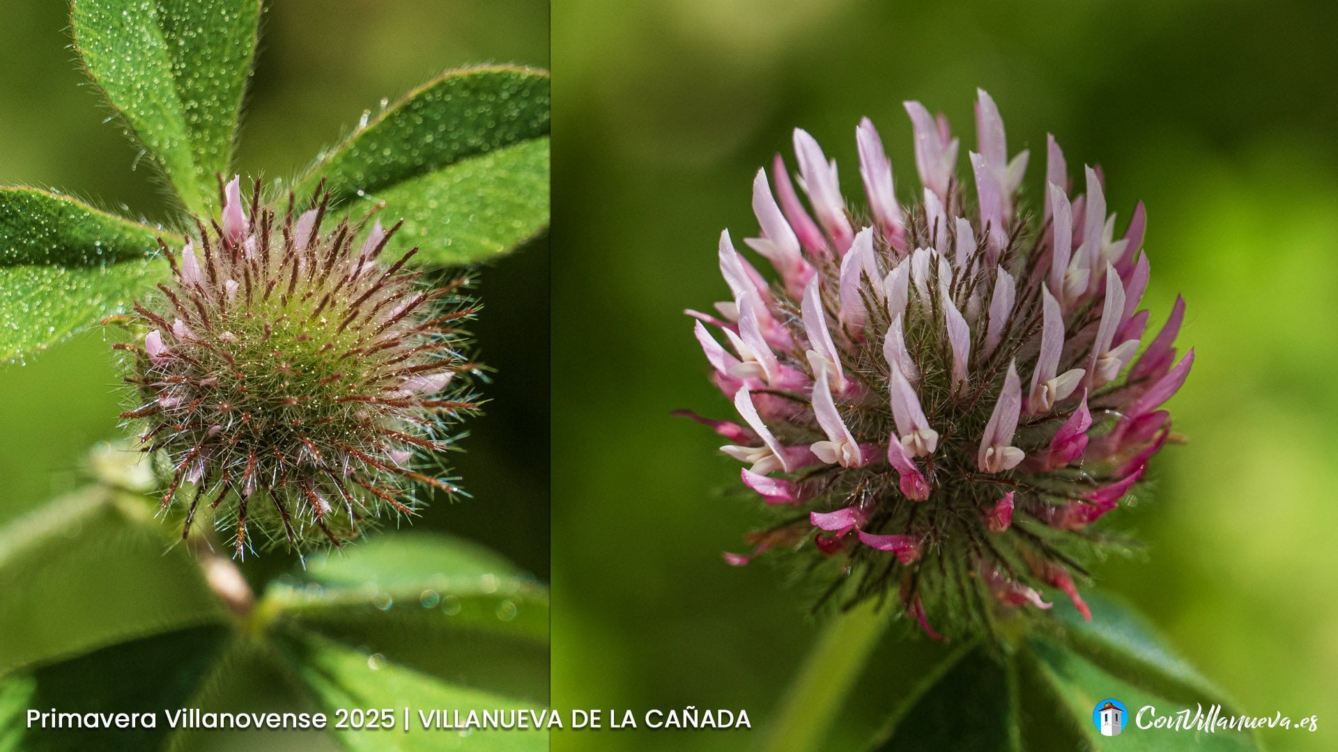 Trebol Rojo Silvestre Trebol Rojo silvestre Primavera Villanovense 2025