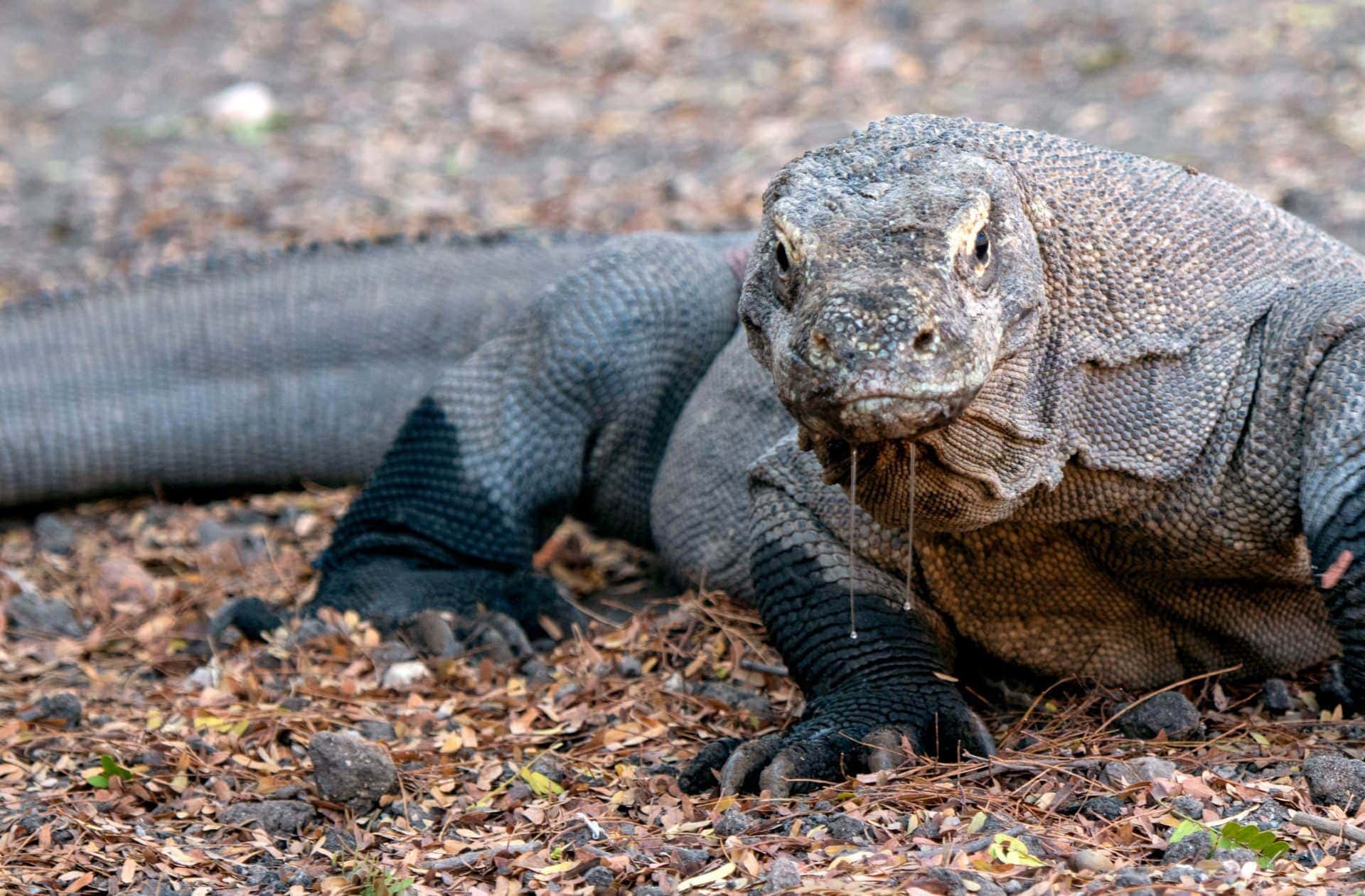 Komodo National Park To Bali (VV.)_Komodo Dragons 3