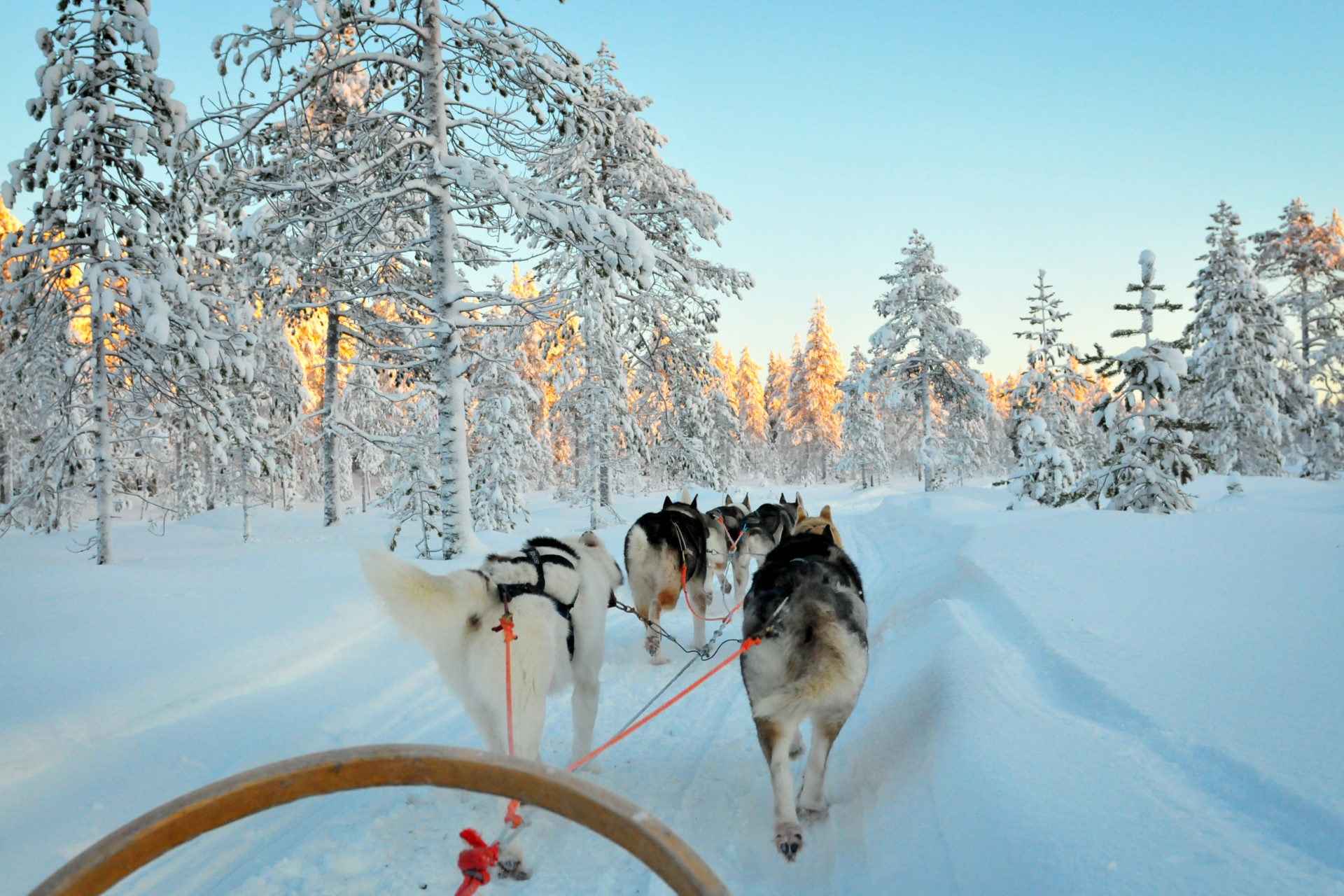 Sled dogs run in Lapland forest