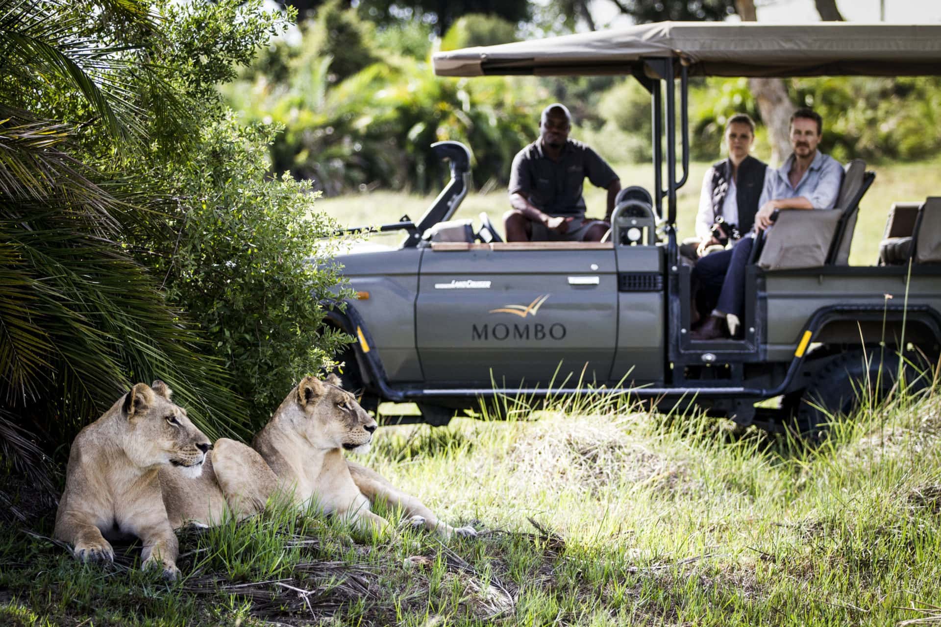 Two lionesses survey the palins, Mombo, Botswana