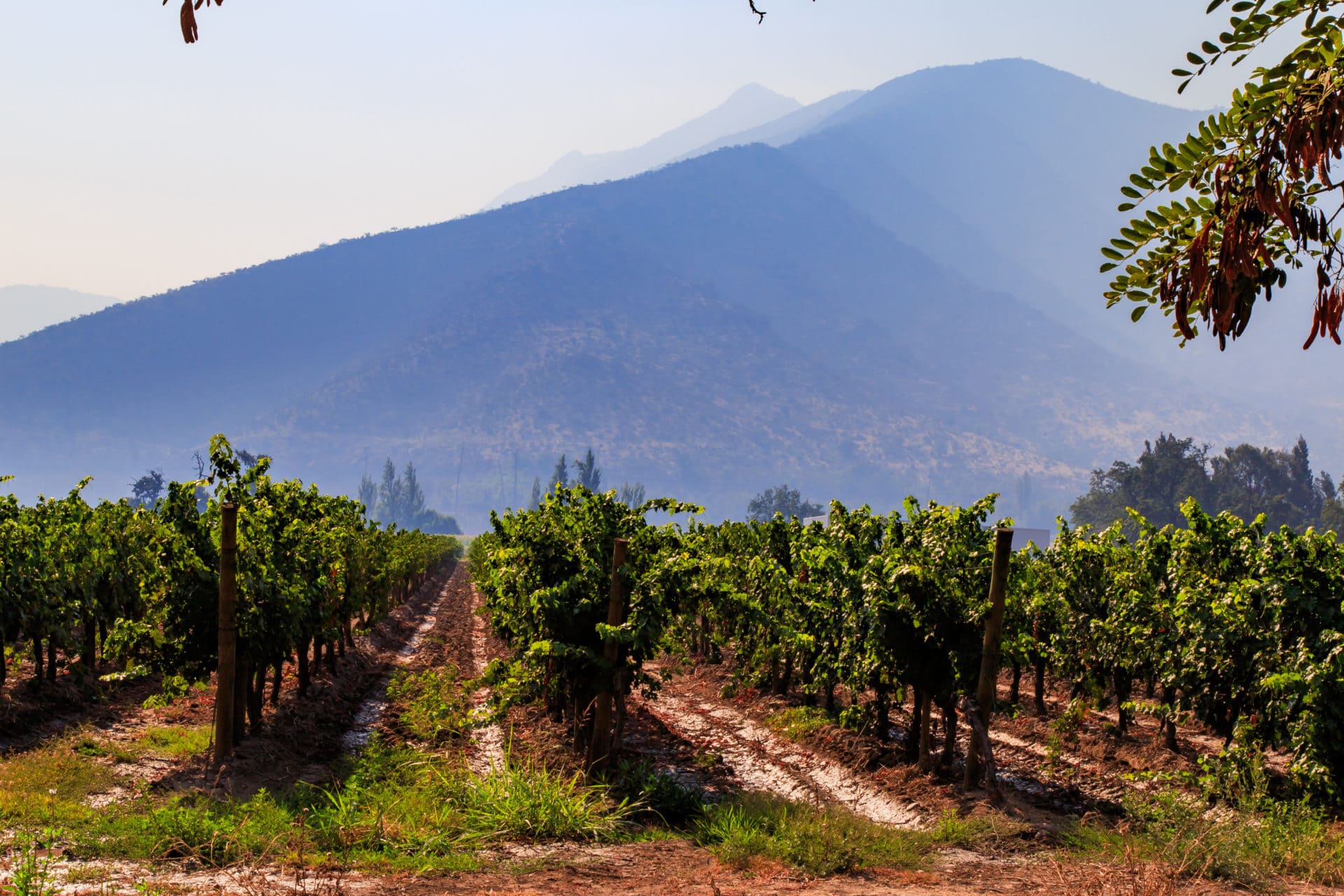 Winery, Maipo valley, the area around Santiago de Chile.