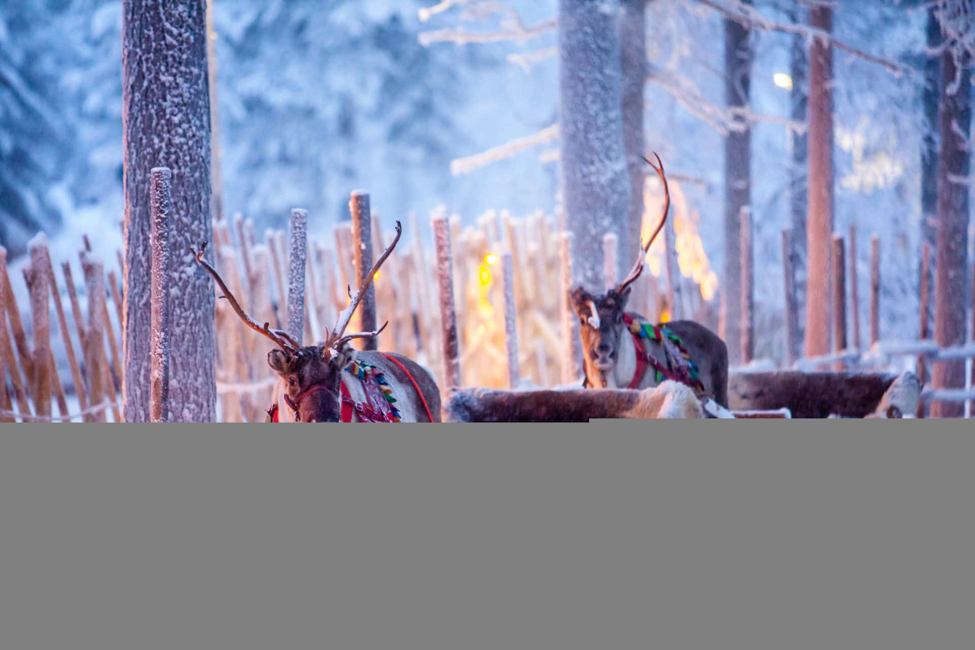 Reindeer with sledge in winter forest in Rovaniemi, Lapland, Finland