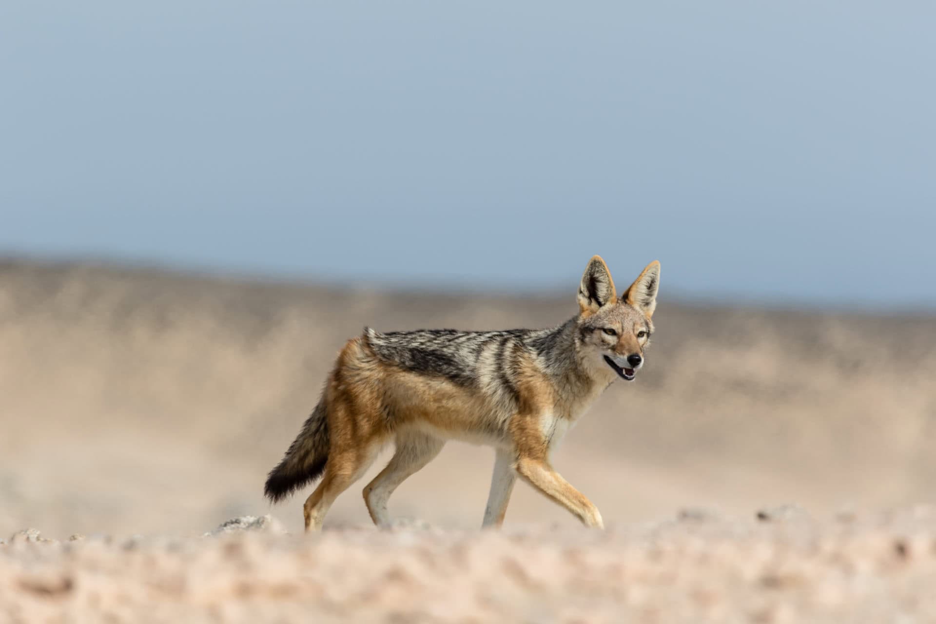16 Shipwreck Lodge – Black Backed Jackal