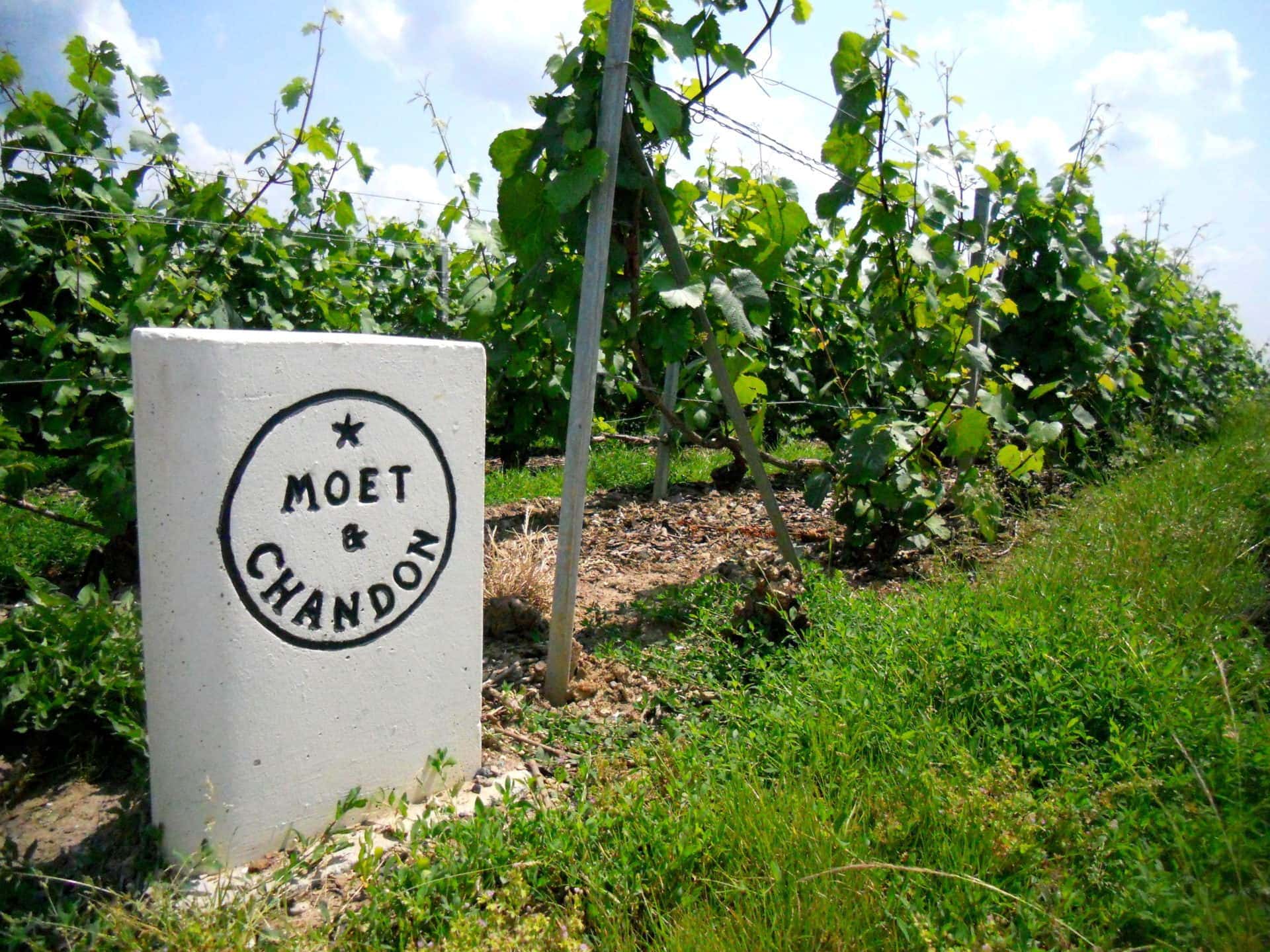 moet-chandon-vineyard-2018
