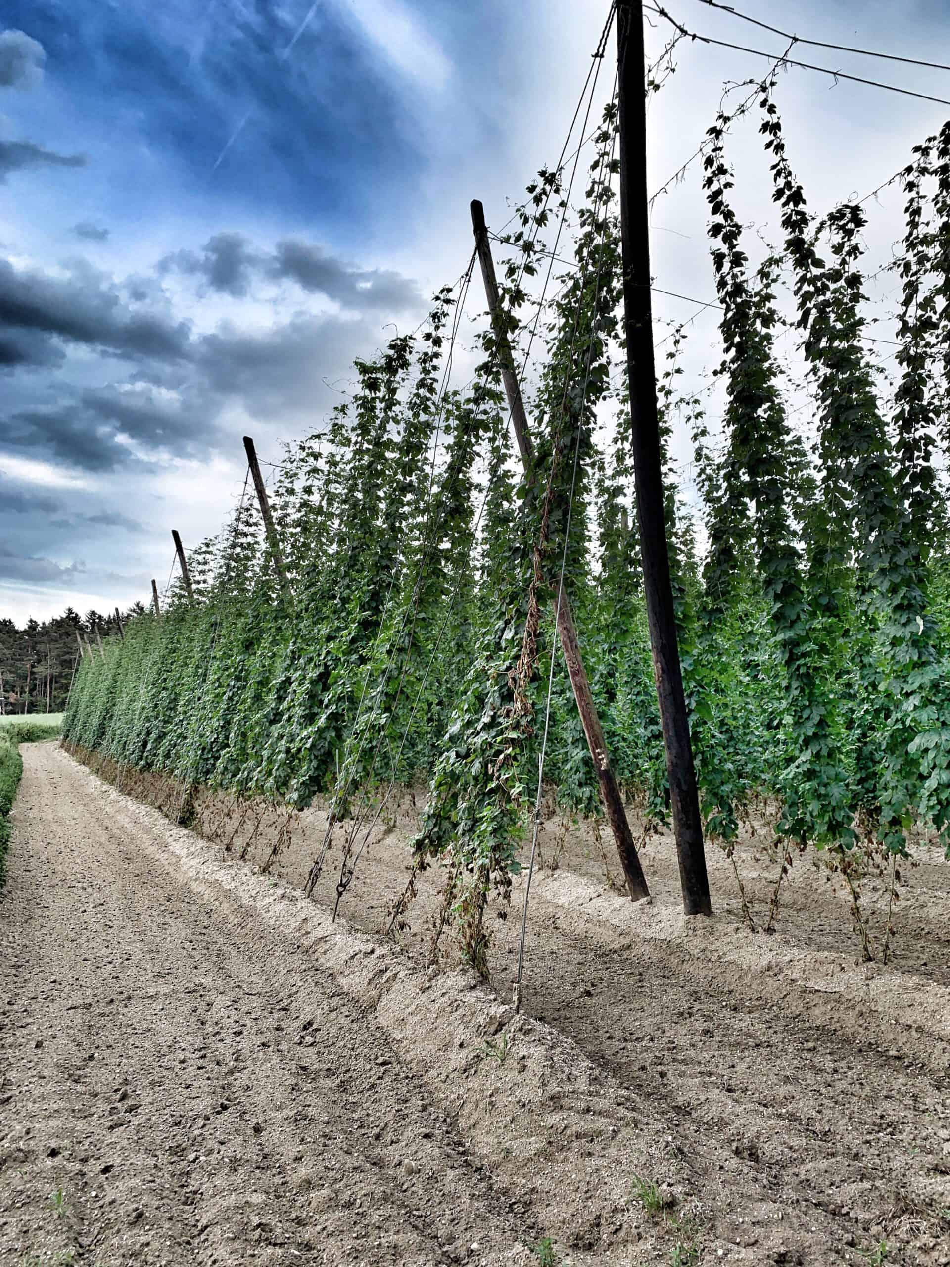 Hopfen Garten in Hallertau - aus dem Hopfen kann ein frischer Hopfenkranz gebunden werden