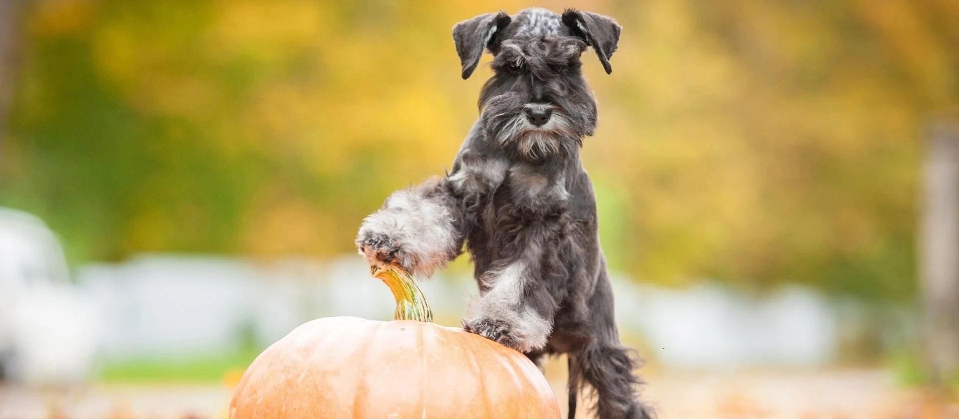 Schnauzer miniatura: todos los cuidados que necesitas saber