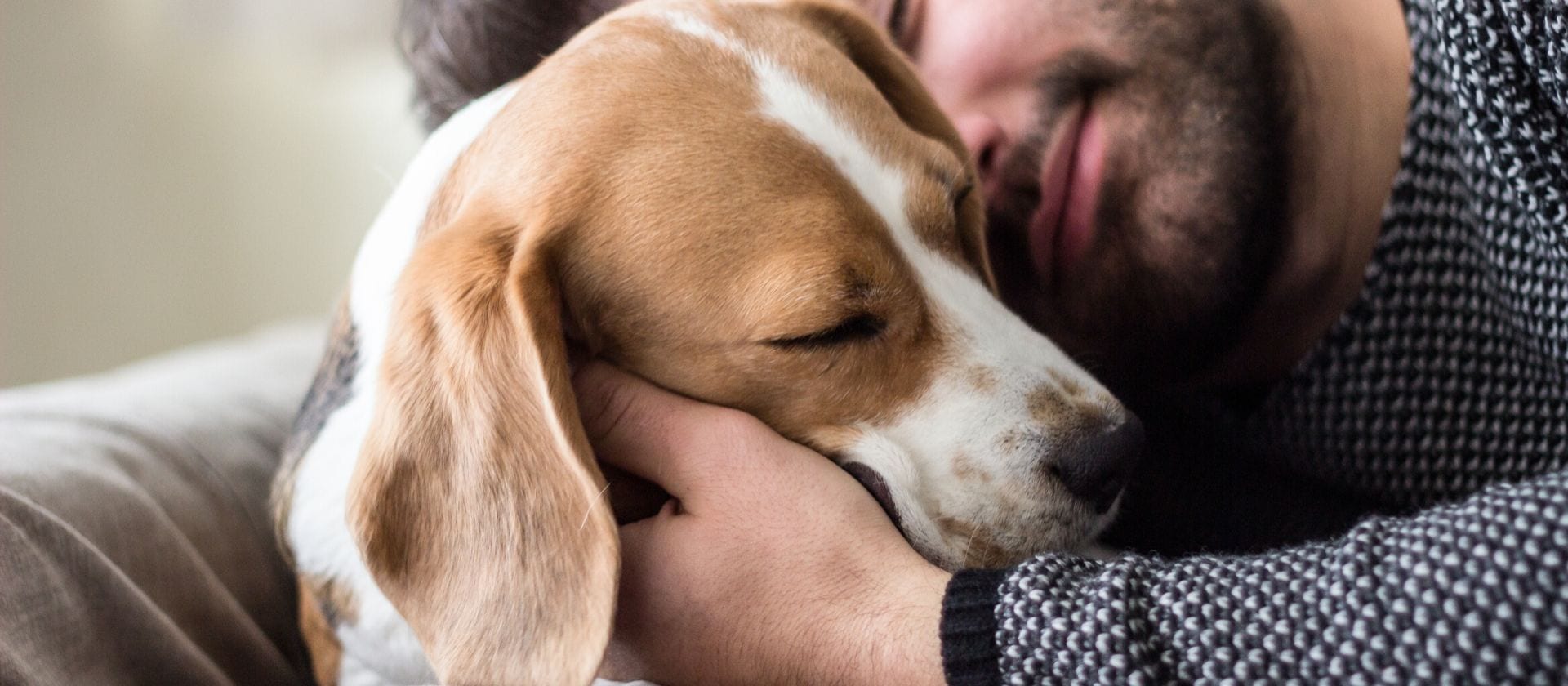 Beagle: todos los cuidados que necesitas saber