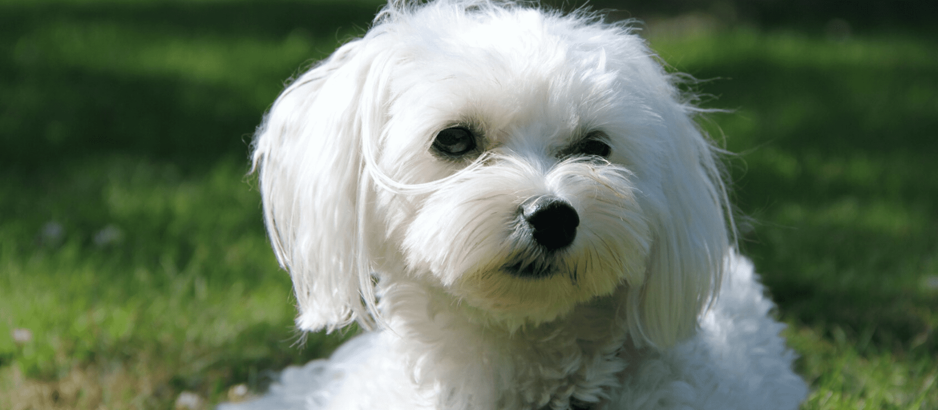 Seguro Bichon Frisé