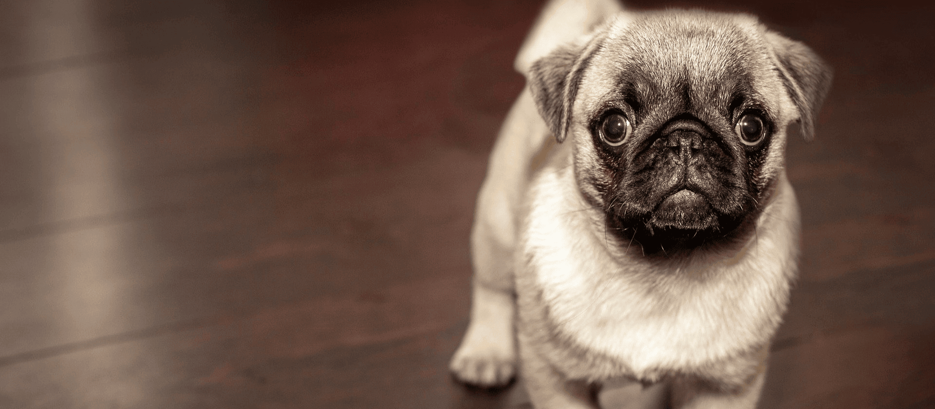 Siete claves para elegir tu seguro de mascotas