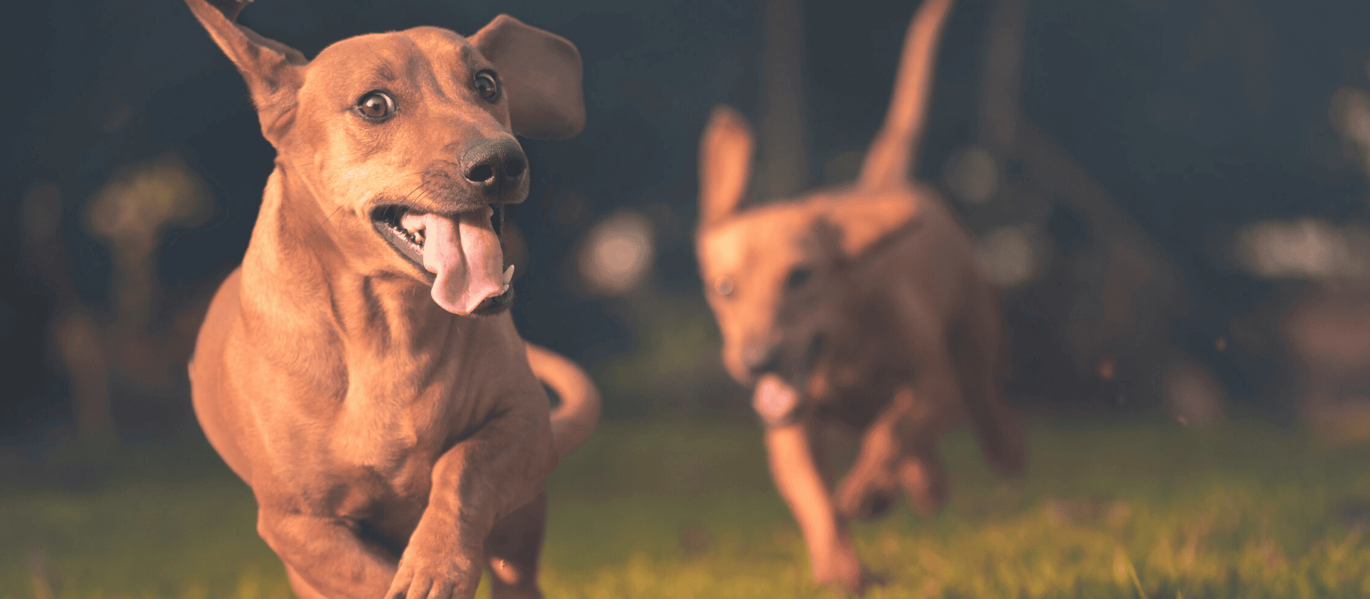 Costes medios de las principales dolencias en los perros