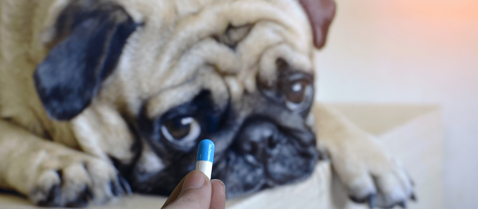 4 trucos para darle la medicación a tu mascota