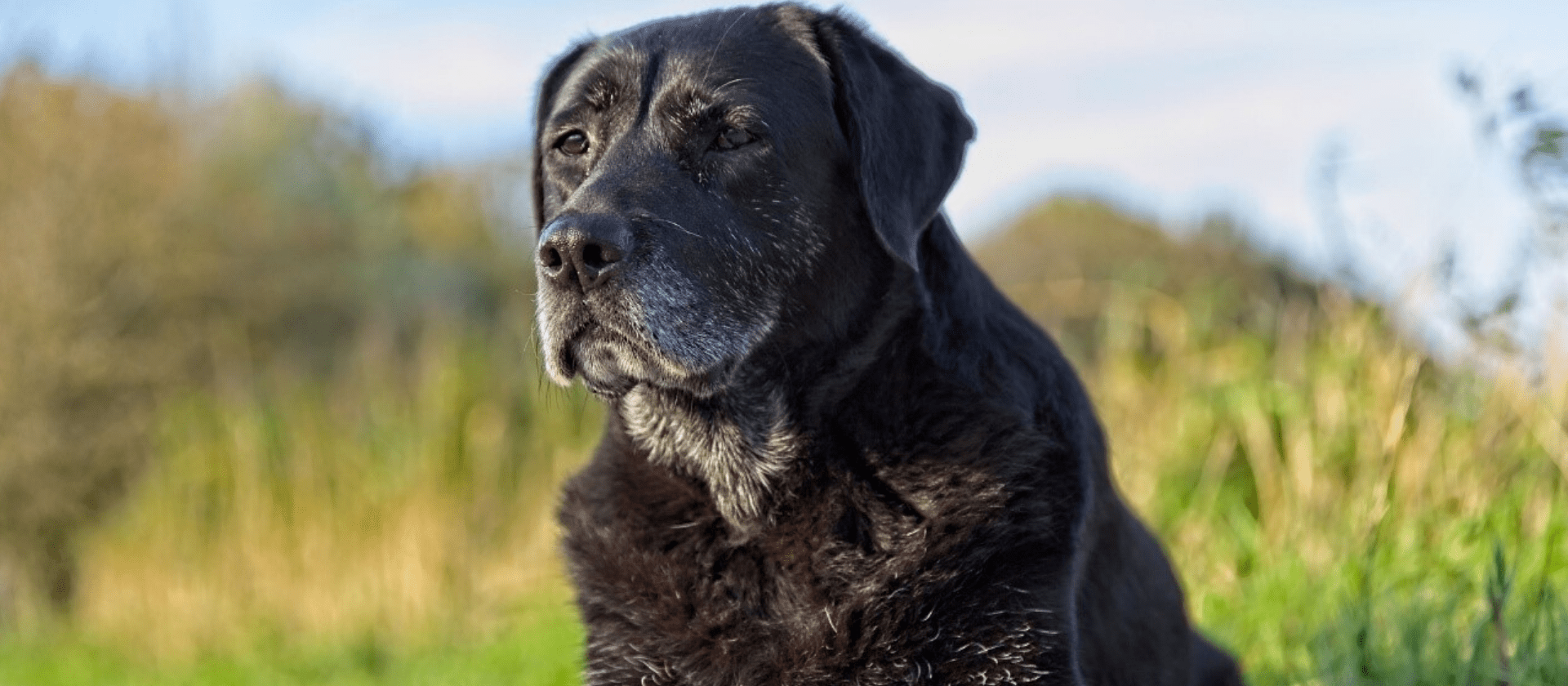 Las enfermedades más comunes en perros mayores