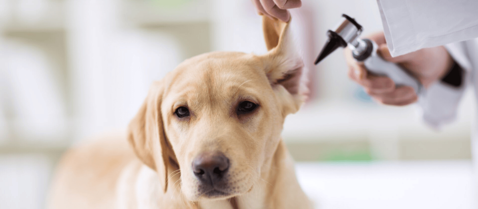 Costes medios de una consulta veterinaria
