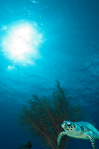 Hawksbill and Soft Coral