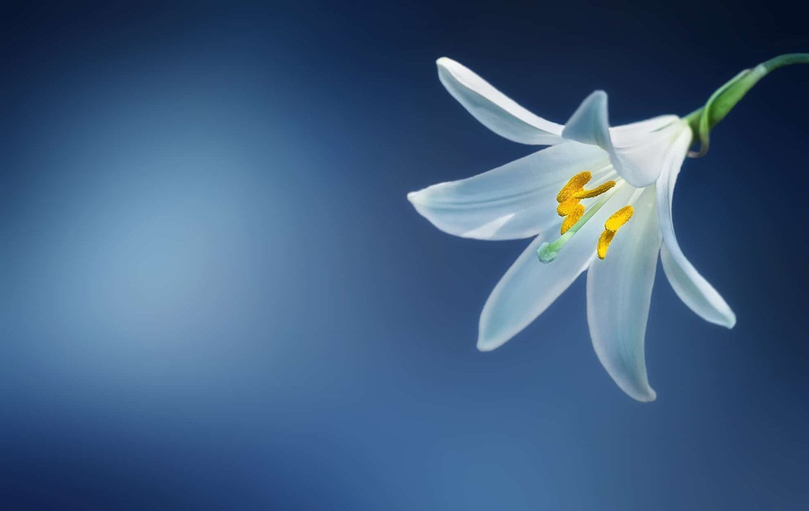 Die Bedeutung der Lilien beim Kartenlegen mit den Lenormandkarten