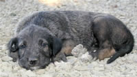 Irish Wolfhound Puppy