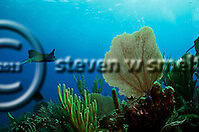 Dive Site Reviews (Steven W Smeltzer)