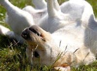 A Labrador rolling around in the grass