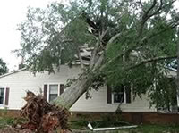 Tree Uprooted By Storm Damage