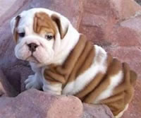 Adorable Bulldog Puppy