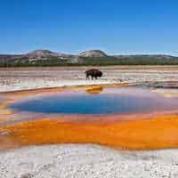 Yellowstone Wildlife Trails