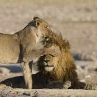 Namibian Family Adventurer