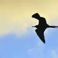 Galapagos Encounter - Archipel I (Itinerary D)