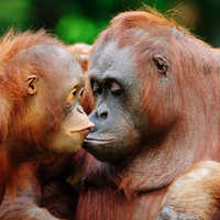 Borneo & the Malaysian Peninsula