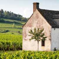 Chablis Vineyards Self-Guided Cycling