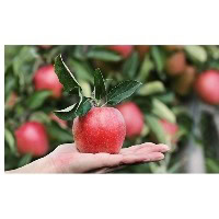 Apple khane ke fayde