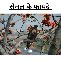 Silk cotton tree in hindi